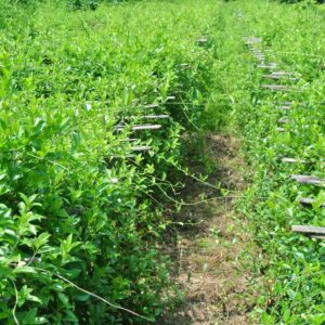 Cao dây thìa canh Mai Thị Thủy – Hạ đường huyết – Lọ 100g